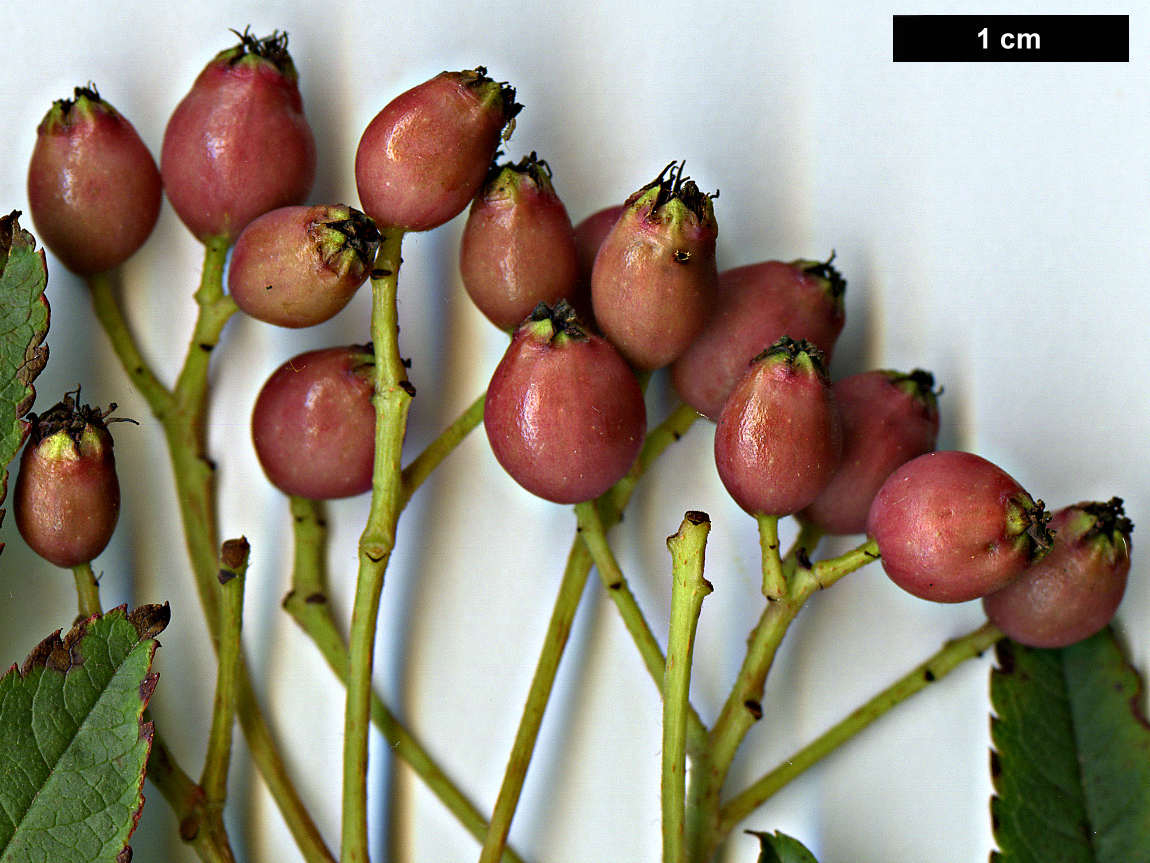 High resolution image: Family: Rosaceae - Genus: Sorbus - Taxon: KR 6445F (S. aff. rehderiana)